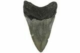 Serrated, 3.50" Fossil Megalodon Tooth - North Carolina - #200675-1